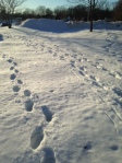 Footprints in snow pic..photo